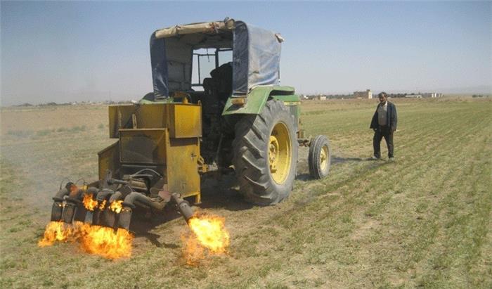 از بين بردن سس توسط آتش مديريت شده